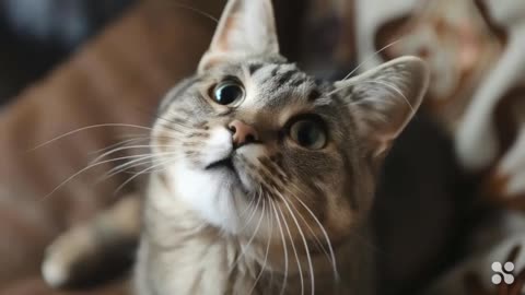 Cute Cat Gif