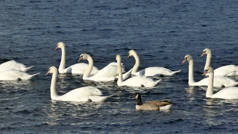 Beautiful swan on the water