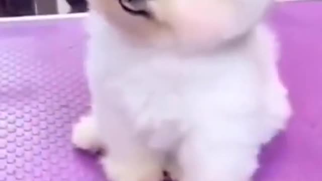 cute puppy