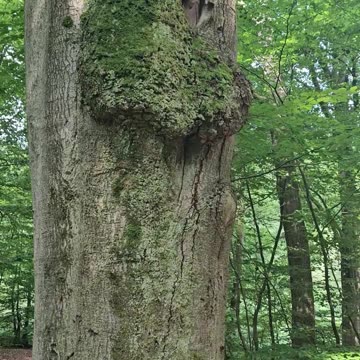 A tree like us: It gets pimples when it breathes through its nose #mockumentary #nature