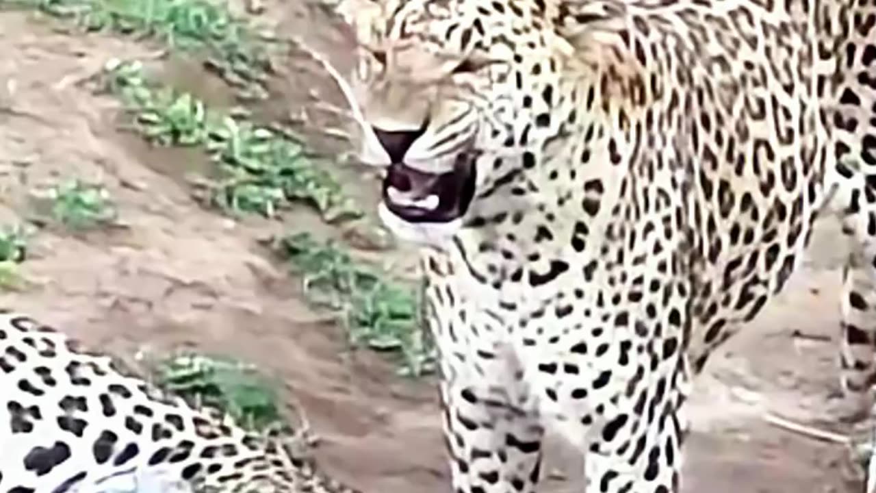 Thirsty Leopard's Curious Encounter