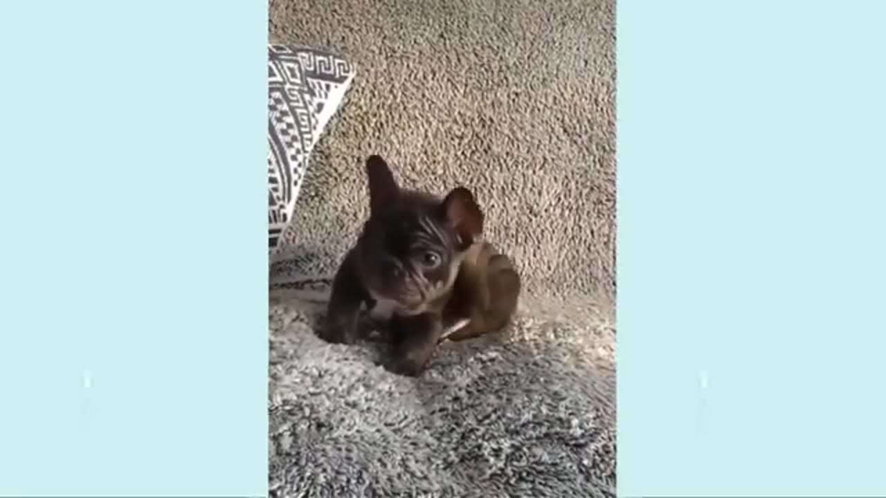 funny dog vids