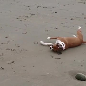 Silly dog does a flip trying to get the ball on the beach