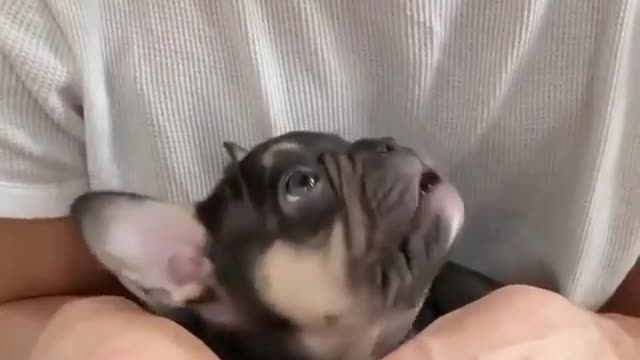 Funny Dog Compilation #1-Funny Dog