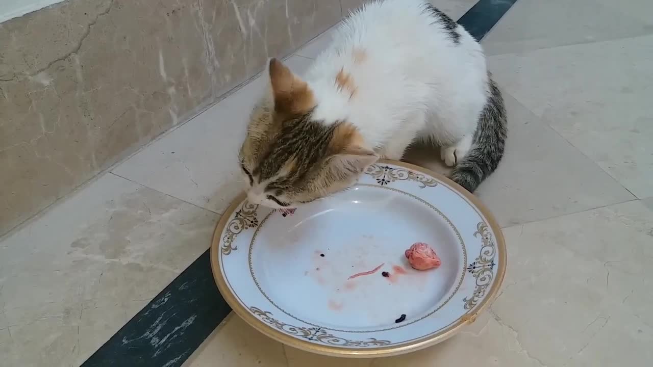 te kitten _ Cutest cats and kittens compilation 2022 _ #08 Funny cats