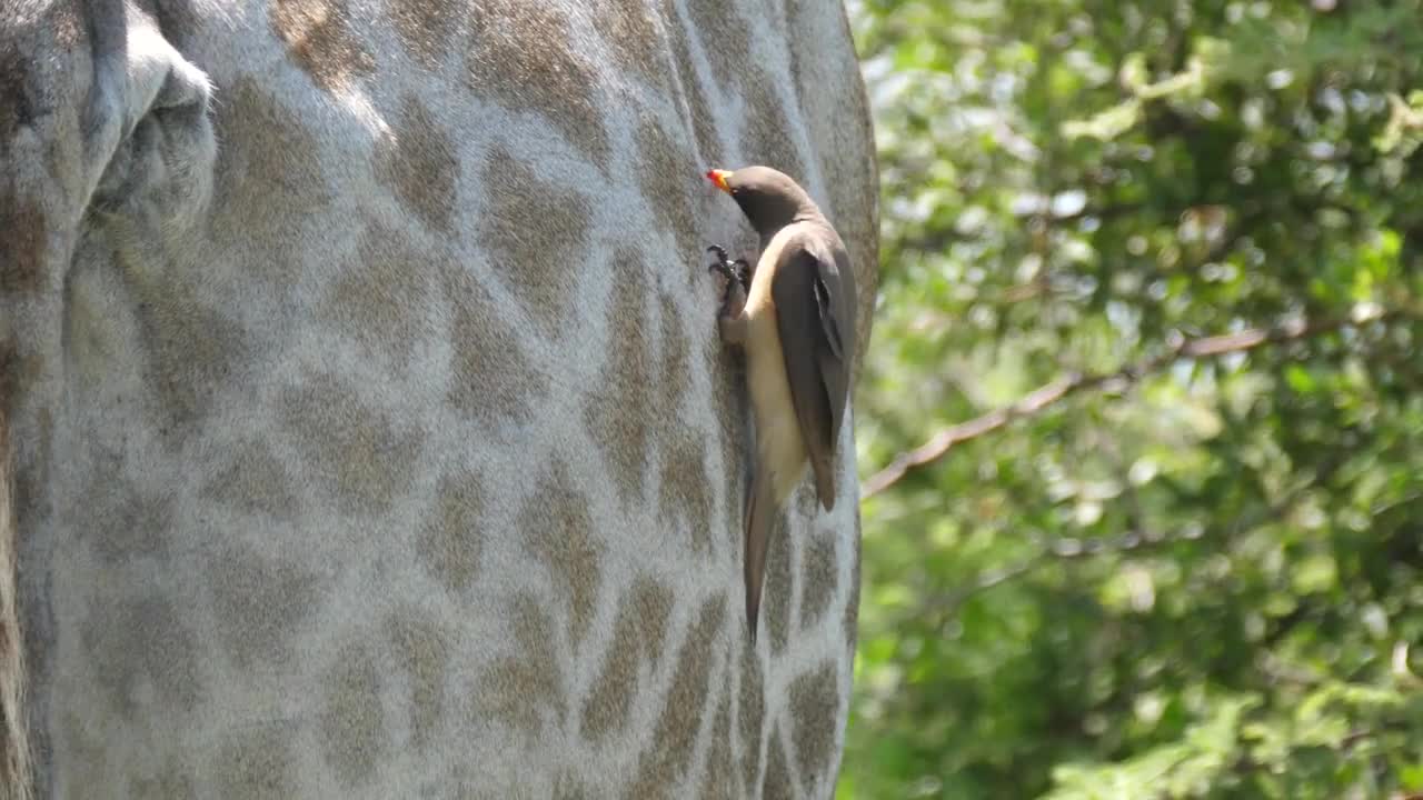 Yellow-billed oxpecker eats ticks and other insects from the fur and skin of the giraffe