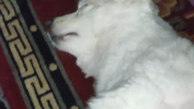 How can she sleep like this...🤣