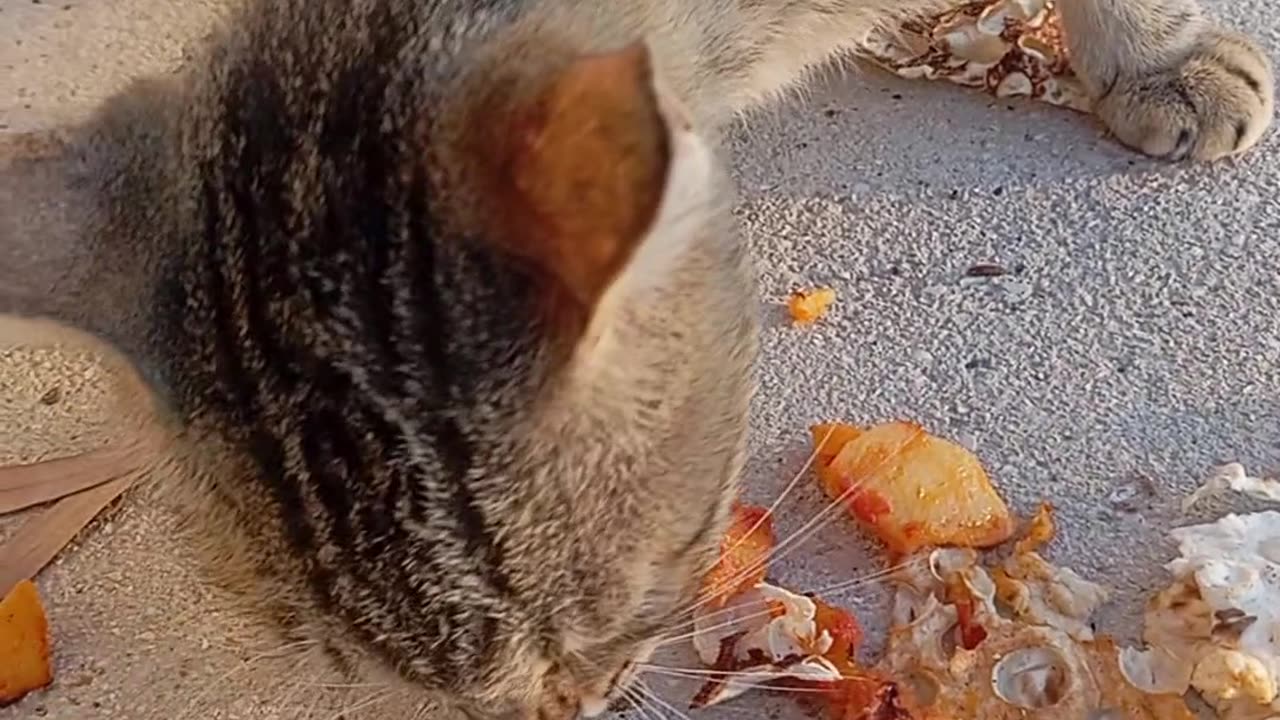 The Purrfect Companion: All About Cats