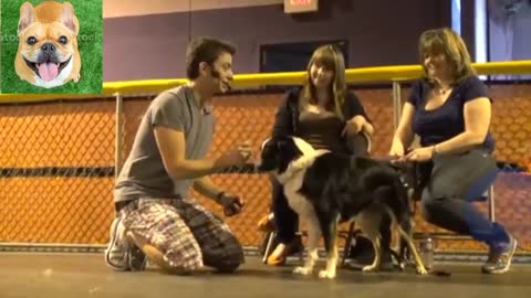 Dog training- How train any Dog the basics