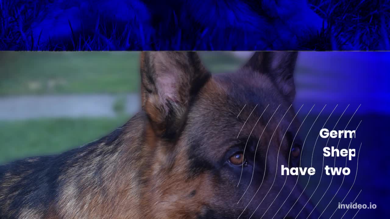 10 Amazing Facts About The German Shepherd Dog