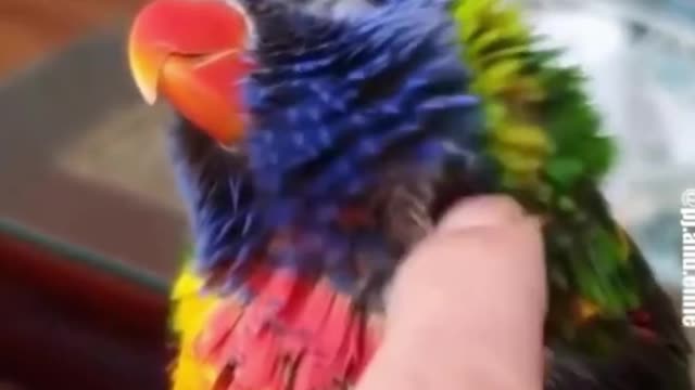Funny parrot