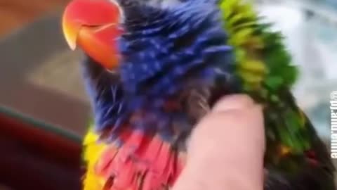 Funny parrot