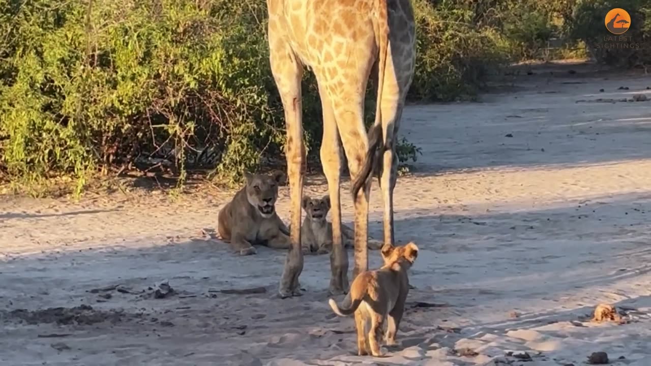 Lion Rides Giraffe to Bring it Down