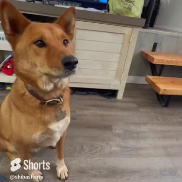 Will He Get the Delicious Fish?