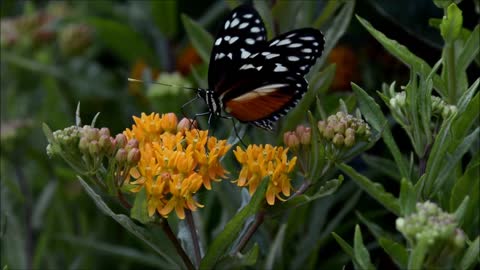 The butterfly among the flowers gathers perfumes