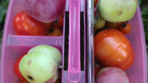 Harvesting the garden.