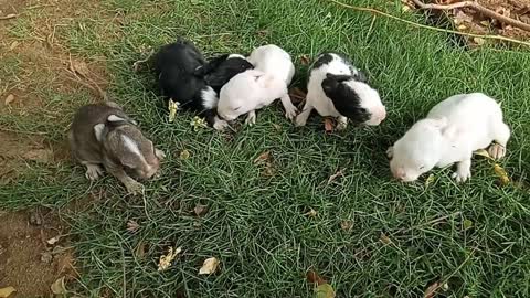 Cuteness overloaded- newly born Rabit babies || life on earth