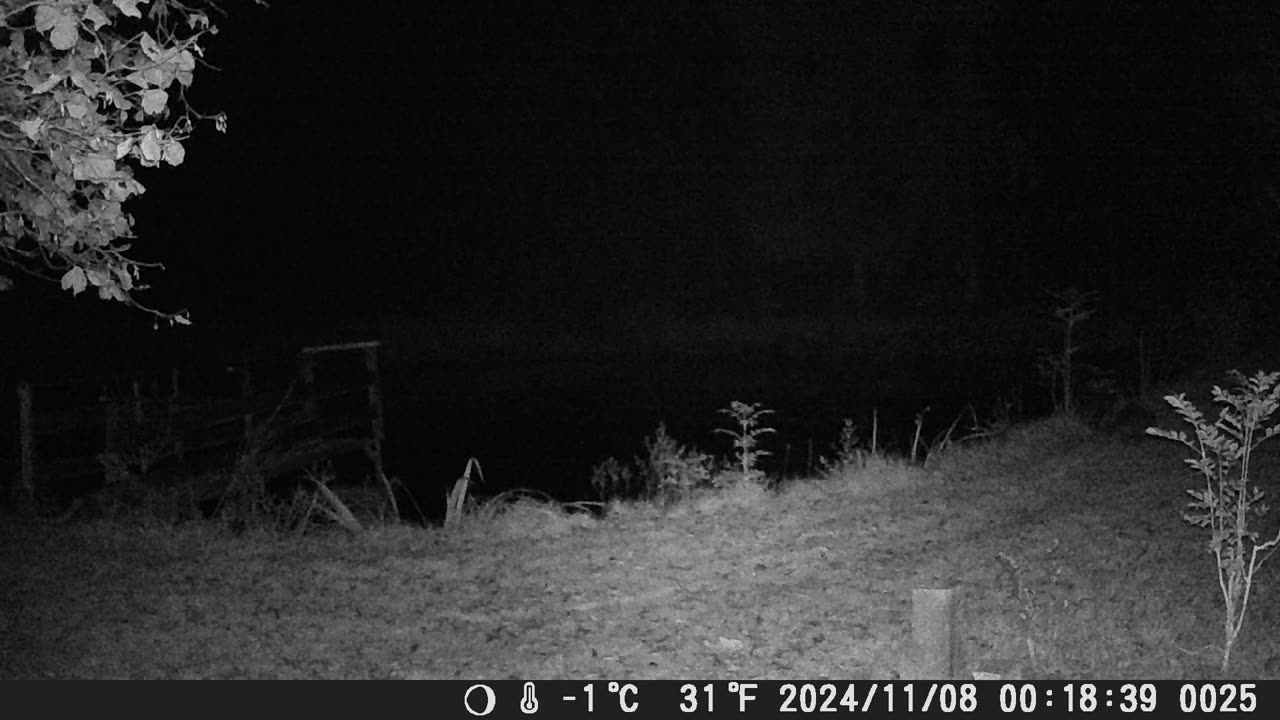 waschbär 081124