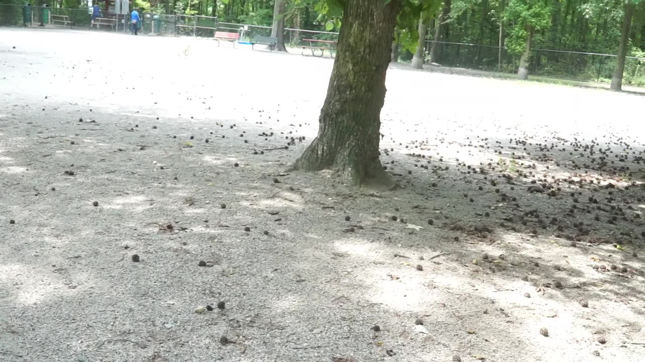 Luna Meets New Friends at Mt. Vernon Grist Mill Dog Park