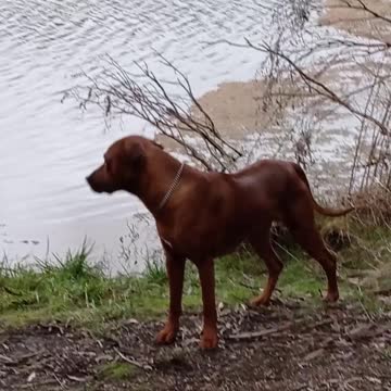 They Say A Hound That Listens Is A 'Black Swan', Well ...