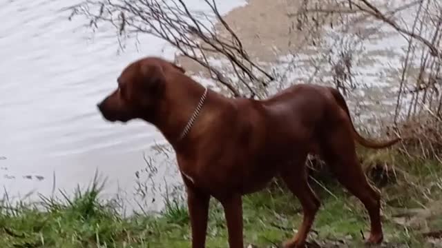 They Say A Hound That Listens Is A 'Black Swan', Well ...