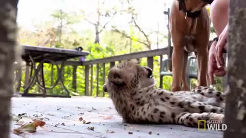 PERRO Y GUEPARDO SE HACEN AMIGOS INSEPARABLES