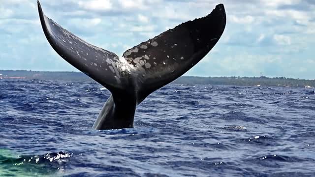 Whale-Eater Monsters That Hide In the Ocean