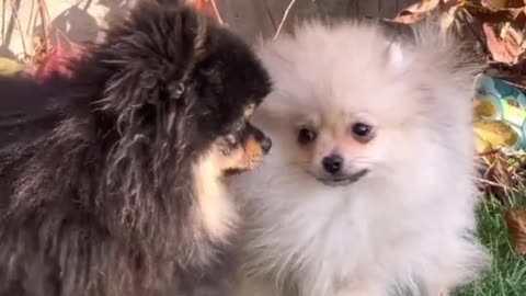 Cute Dog 😊Dog video compilation