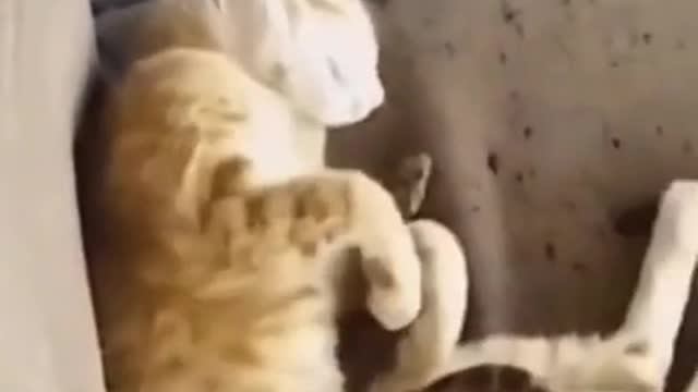 CAT AND SNAKE share love with each other