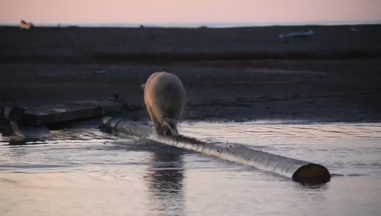 Bear Walks on Log in Alaska