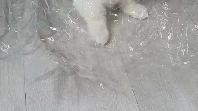 CAT LIKES IN PLASTIC BAG