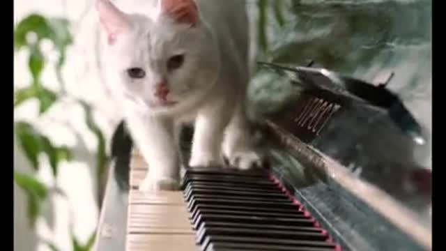 Cats really loves piano