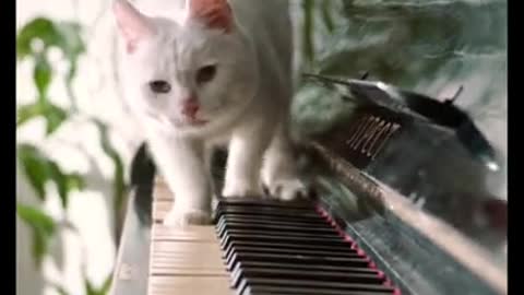 Cats really loves piano