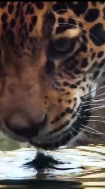 wild life animals, bird videos animals, #8k animals, 8k#naturephotography #short