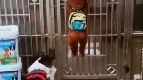 Funny animal video