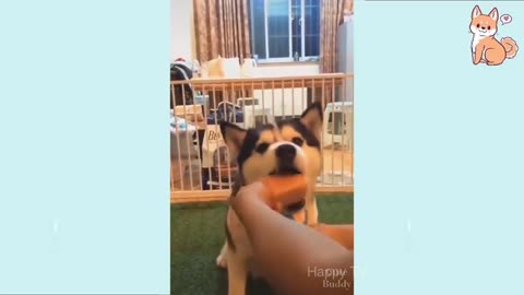 dog You will laugh at all the DOGS