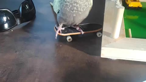 Reggie's Skateboard Photoshoot