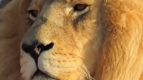 Lion Try to Speak Word's 🔥🔥🔥