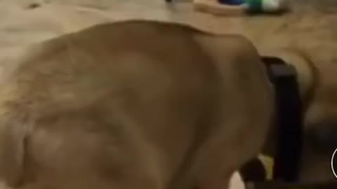 Baby Dogs - Cute and Funny Dog Puppies