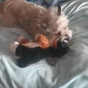 My crazy Luna 😂🐕🤣