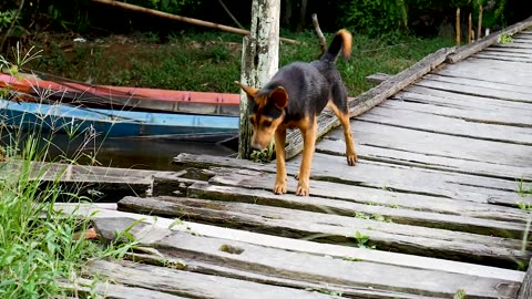 Dog stand on bridge