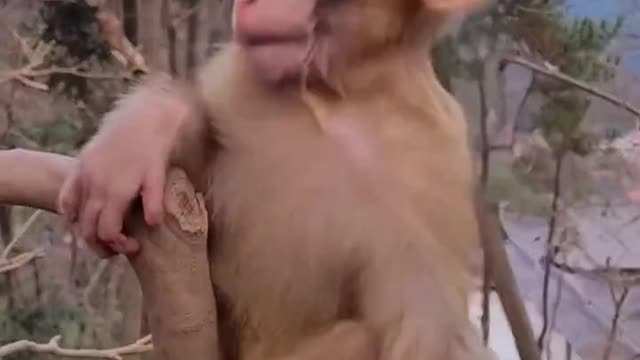 baby monkey cute animals 12