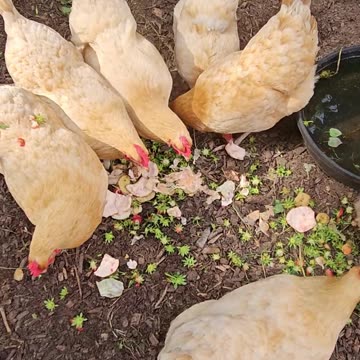 OMC! Strawberry top treat lands on & is shaken off a hens back! 🤯😮🤔😂🐔😍#chickens #viral #shorts