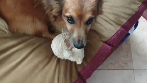 La La Dog_ 'Don't touch my cow'