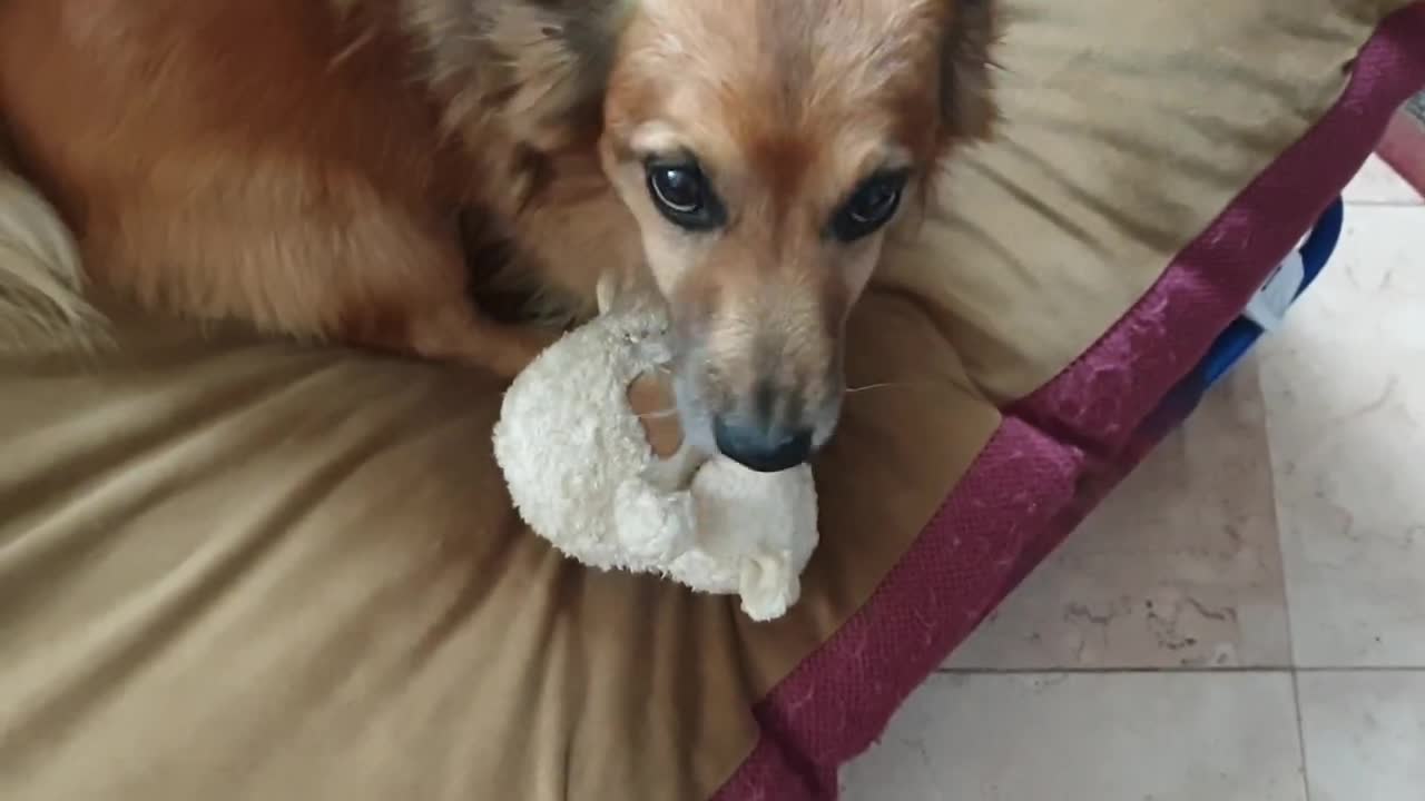 La La Dog_ 'Don't touch my cow'