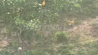 Registran dos zorros perro deambulando por Ruitoque en Floridablanca