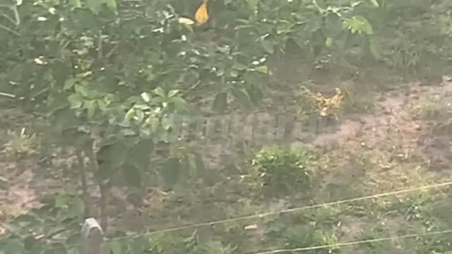Registran dos zorros perro deambulando por Ruitoque en Floridablanca