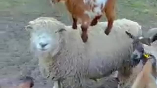 Happy Sheep-back riding everyone!