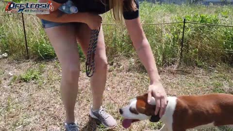 6 Month Old Pit Bull Mix Dog Training