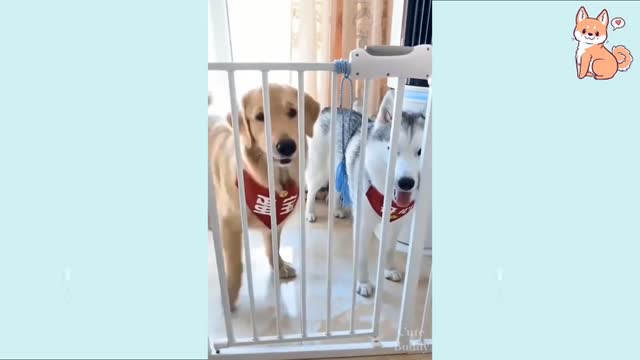 You will laugh at all the DOGS (e Funny DOG Videos